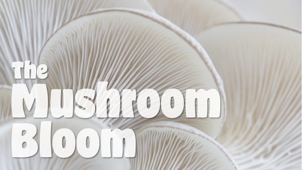 The Mushroom Bloom