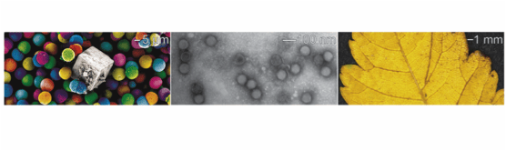 Georgia Electron Microscopy