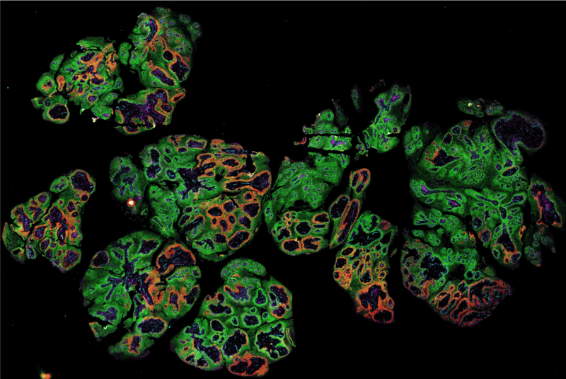 Spatial Biology and Integrated Genomics (SBIG) Shared Resource